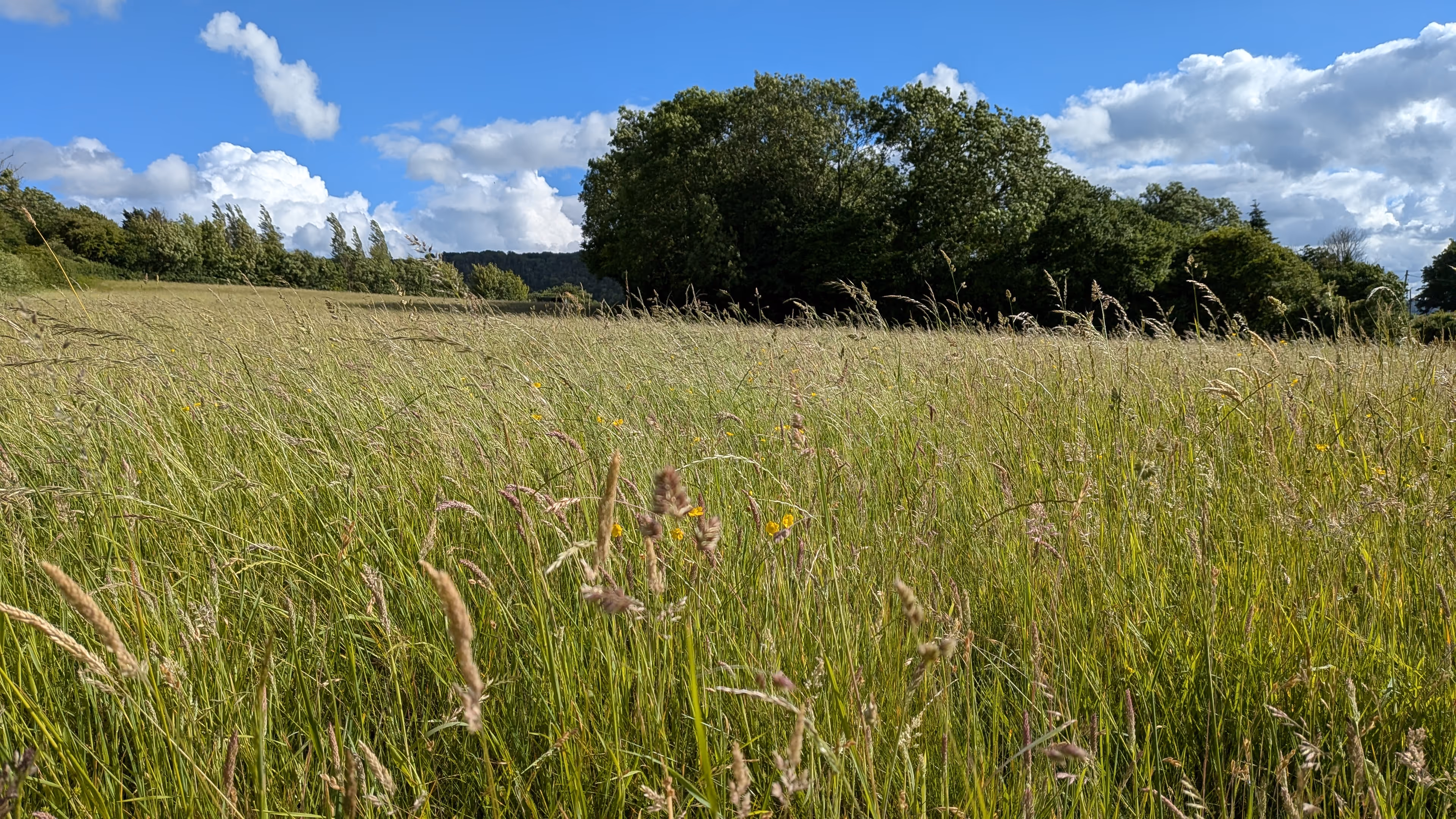 Grassland at hartcliff farm for hay